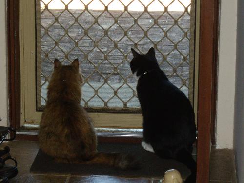 Rosie and Hewy  - Rosie and Hewy being friends for a change.