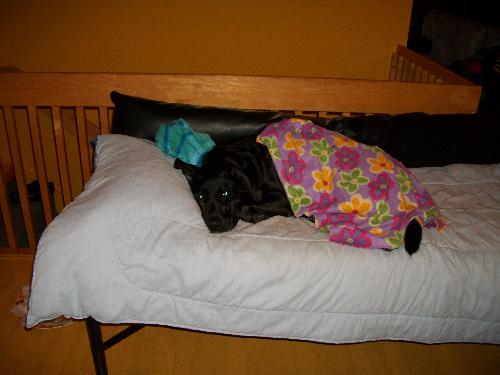 Miky my black Labrador - He's on his sofa with his blanket and his toy. Miky my black Labrador - He's on his sofa with his blanket and his toy.