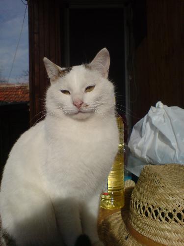My beautiful cat Richie! - Thisis a nice photo of my cat!