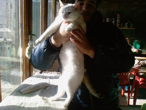 My beautiful cat Richie! - A photo of my cat!