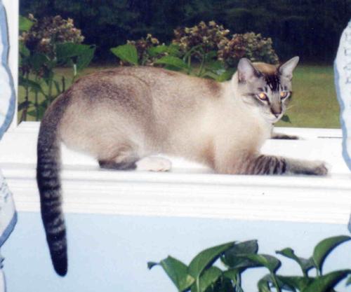 Cherub - Sitting in the window watching the birds