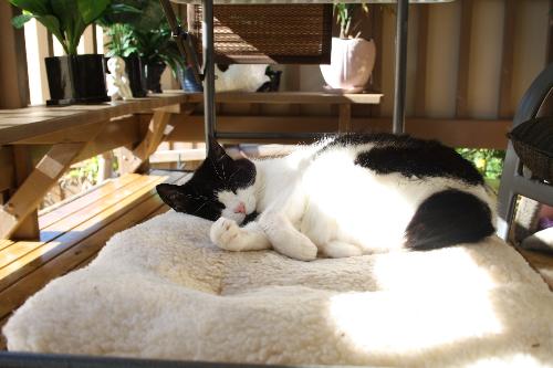 Stumpy Cat relaxing - My gorgeous cat Stumpy relaxing on the back porch.