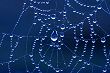 Spider Web  - Spider web with dew on it