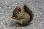 Baby squirrel - This not a actual photograph.This is taken from net. I dreamed once he will be like this.But...