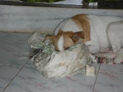 Ohhh no let me sleepp....  - Vere trying to make herself cosy on her mat