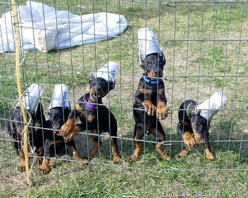 Doberman puppies wearing post-surgery 'hats' - I wonder how do they play with those 'hats' on? Source: http://doggiedogblog.com/doberman-puppy-ear-care-post-surgery/