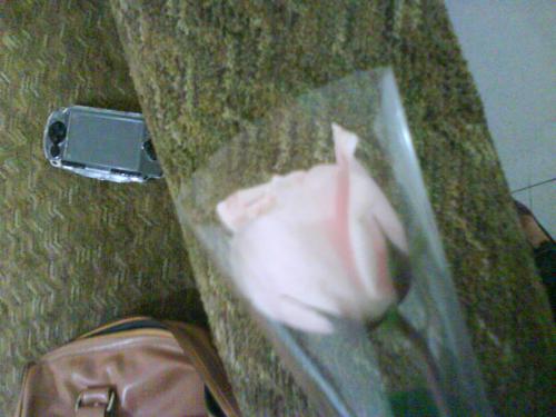 pink rose - flower