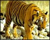 Legand of the forest - The legand of the forest is the tiger. The website which is the legend in the internet and I probably think my website is legand
