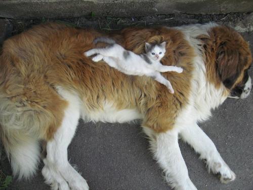 a kitten and a dog - a kitten sleeps on a dog