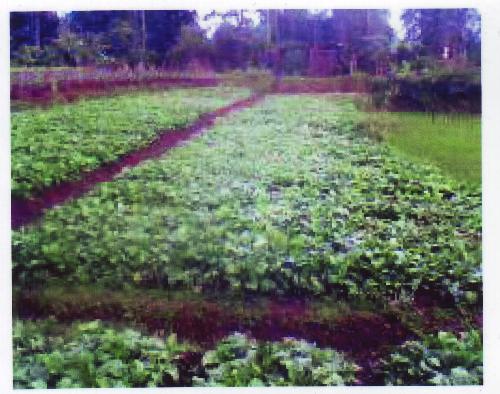 My Great Land - My great land is my dreaam place, wich i'll always want to see again...again..and again..