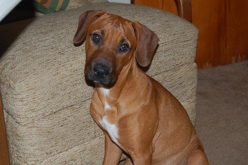 chainsaw - 4 month old pit-bull/black mouth cur (hunting dogs)
