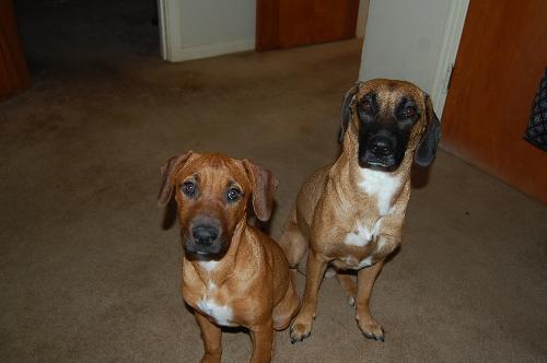 chainsaw and maggie - mother and daughter (black mouth cur on right)