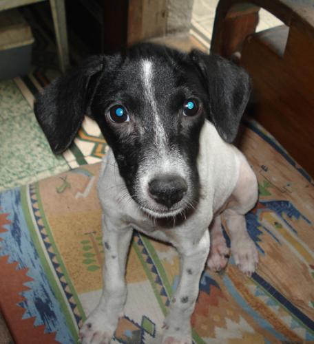 Avatar - Named her after the movie. Cute lil creature. Only mutt I know that drank white paint thinking it was milk. We had to nurse her back to health.