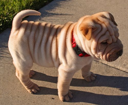 Shar Pei - Cute and adorable Shar Pei puppy