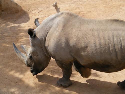 rhinosorus - rhynosorus snapped in local zoo