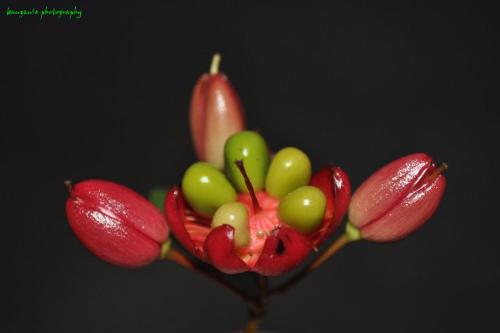 money tree - the money flower