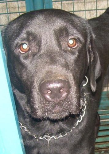 My Marco - I miss my dog, Marco. He's already 5 years old now and look how adorable he is.