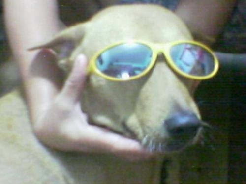 My Bulma (Aspin) with Glasses - She's Bulma the most loved Aspin we had. She died just last year due to old age. She was already 11 years old. We miss her so much. The way her eyes half closes when she greets us and her tails and the smartest Aspin I've ever known. My Bulma (Aspin) with Glasses - She's Bulma the most loved Aspin we had. She died just last year due to old age. She was already 11 years old. We miss her so much. The way her eyes half closes when she greets us and her tails and the smartest Aspin I've ever known.