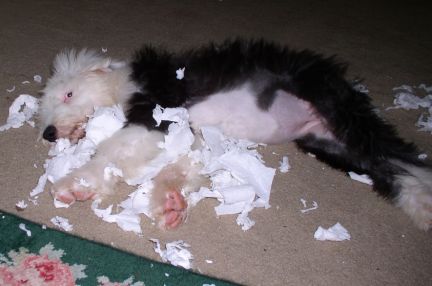 eating tissue - example of dog shredding and eating tissue