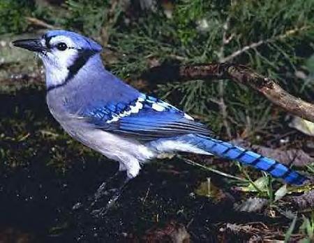 Blue Jay - downloaded from internet