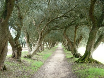 some olive trees - some group of olive trees.