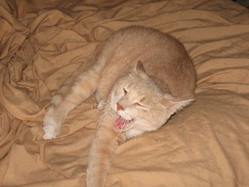 Taj - This one was really sick until we had his teeth pulled, and he's been over compensating since