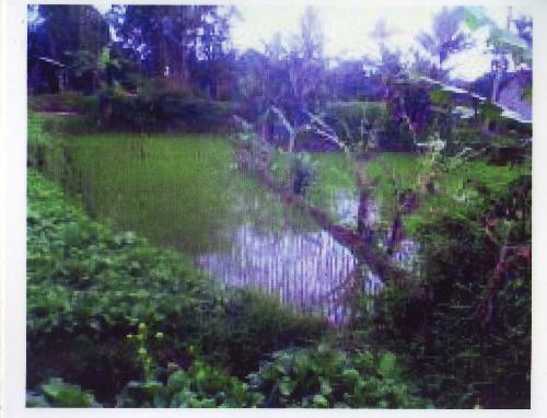 Another pic from my lovelly land - I take this picture when i visited my grandmother's house in the village, and so..so... beautifull