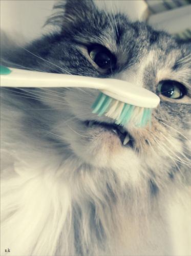 brush your teeth? - brush your teeth