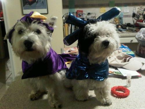 Val and Rice - here is a picture of my boyfriend&#039;s dog Rice, dressed up as a dragon and Val (the family dog), dressed up as an alien, for the Halloween. aren&#039;t they so cute and adorable? :)