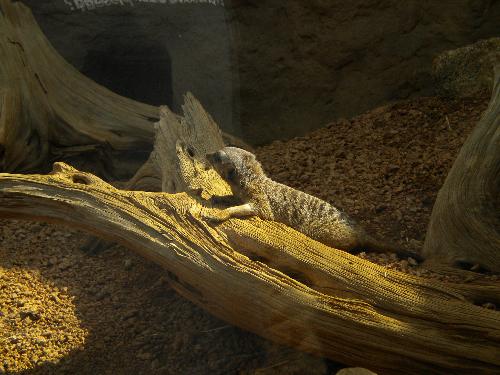 Meerkat - A picture of a small meerkat laying on a log. This was taken at the Indianapolis Zoo.