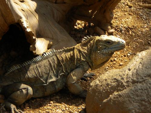 Iguana - A photograph taken at the Indianapolis Zoo. It is a picture of an iguana lizard laying down in the sand.