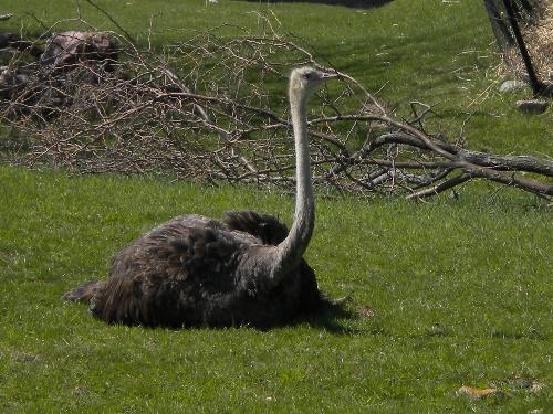 Ostrich - A picture of an ostrich sitting down in the grass field. This was taken at the Indianapolis zoo.