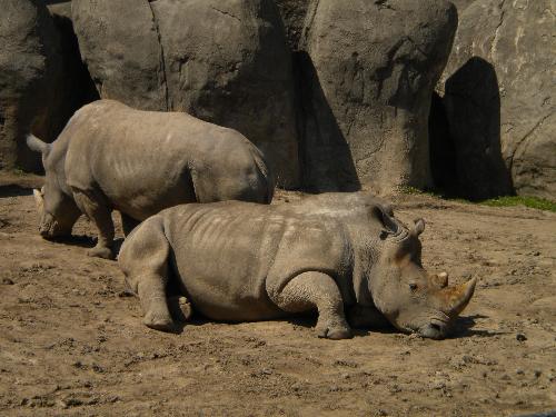 Rhinos - A picture of two rhinos. One is laying down in the dirt and the other one is walking in the background. This was taken at the Indianapolis zoo.