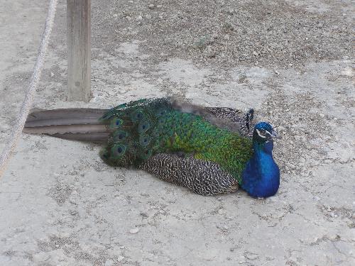 Peacock - Yup... Its a peacock