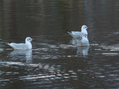 pic from the park in Amsterdam - something to share :O)