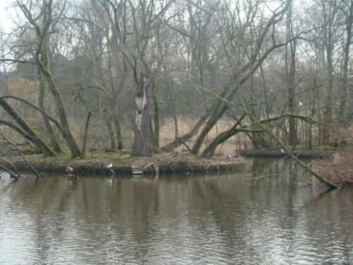 pic from the park in Amsterdam  - A beautiful day in the park in Amsterdam the Netherlands.