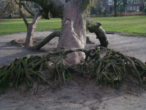 pic from the park in Amsterdam - enjoy.