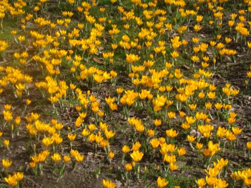 nice pic - A beautifull day in the park in Amsterdam. Lovely flowers.