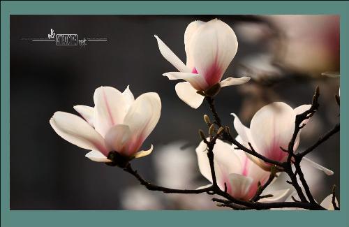 trees,flowers - my favorite plants, I collect them in my spare time,hope i can grow them one day. Rose,chrysanthemum,vilot,mangnolia,morning glory,tulip,touch-me-not,violet,datura,daisy,bracketplant,azalea,gardenia,peony,orchid,narcissus,carnation,and so on. I will add in future. Trees will add soon.