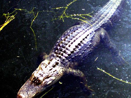 Gator - This is the infamous Disney Gator that lives behing the Beach Club Resort in Orlando