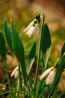 spring - i love spring