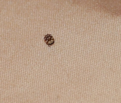 Unknown Tiny Bug - I found this little tiny bug, not a bed bug. What is it/? Can anyone help?