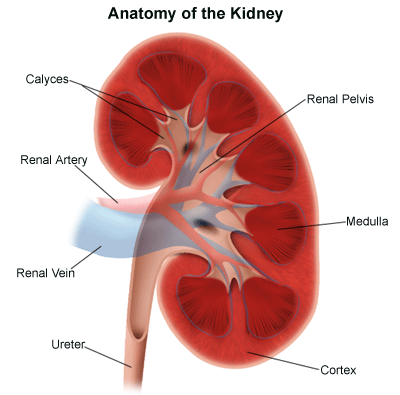 kidney - Water is good for kidney. kidney - Water is good for kidney.