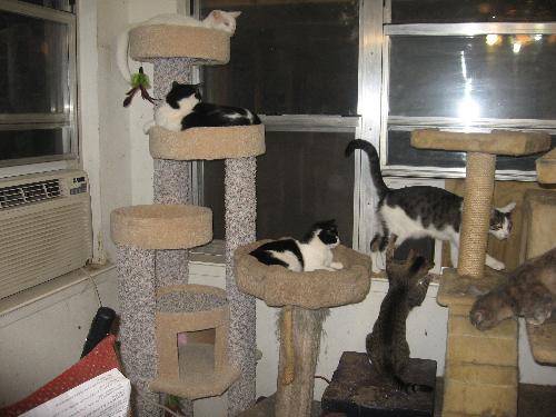 The new cat tree - and the old ones