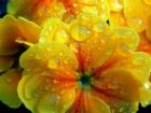 Droplets - Droplets