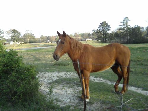 Mamma - Here is another picture I made of Mamma here lately. I thought youall would enjoy seeing it. I cut her forelock (her bangs) and I'm not sure if I like the way it looks, lol! I was mainly trying to get it out of her eyes, though.