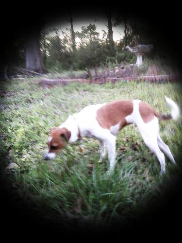 Prissy - This is my little dog, Prissy, youall've heard so much about! I can't believe I finally got a picture of her! Most of the time she runs and hides when I aim the camera at her! I think this picture is a little blurry. Knowing Prissy, she probably moved when I snapped it, lol!