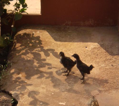 A Pair of Chickens! - This is a picture taken by me in Konkan, Maharashtra, the little birds were playing in the yard outside a beautiful house. The entire ground had been nicely plastered with cow dung, a common practice in rural India! It gives a very basic neutral look to the space around and also keeps the air clean and cool. Whatsmore, there is absolutely no foul smell!