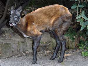 musk deer - Musk deers have a gland, where musk is stored, it has very powerful, swwet scent, it keeps moving trying to know the source