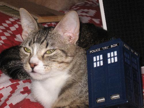 Daisy - and the roomie's Tardis hub